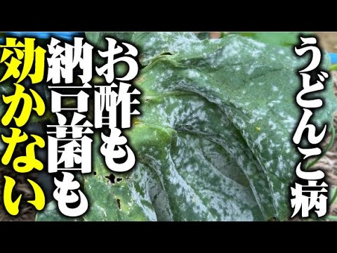 【ここまでくると手遅れです】ひどくなる前の対策が肝心です【うどんこ病】【お酢】【納豆菌液】【メロン】【キュウリ】