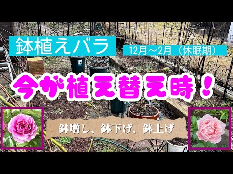 鉢植えバラ🌹今が植え替え時❗️鉢増・鉢下げ・鉢上げ