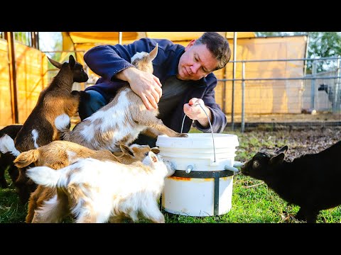 The BUCKET feeder training has BEGUN! (goat farm adventures)