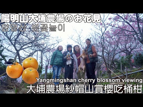 Welcome to Tai Po Farm Sha Mao Mountain to enjoy cherry blossoms and eat tangerines