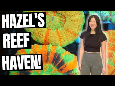 Hazel's Reef Haven - LFS Tour