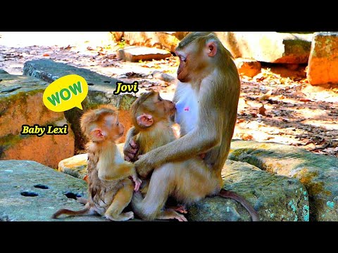 Oh No../// Where is Mom Joyce..? Why Poor Baby Jovi Sucking Milk from Monkey Lauy..?