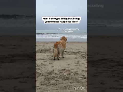 Dog loves to disturb her peace