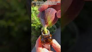 無花果樹汁能治皮膚病!？｜Can fig tree milk cure skin diseases?