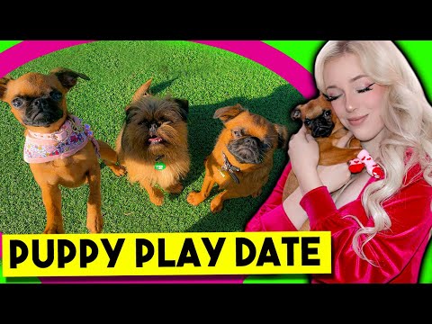 My Puppy has a Dog Play Date for the First Time! (*CUTE!!*) Lyssy Noel Vlogs