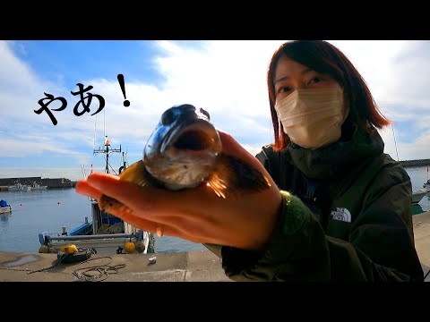 【堤防アイナメ釣り】釣りに行ったらそこはアイナメ保育園だった!？