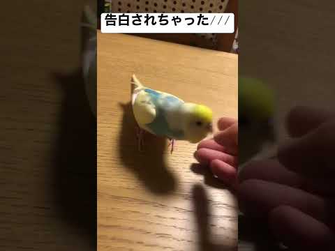 告白されちゃった∕∕∕ #shorts #セキセイインコ #budgie #かわいい #すいちゃん #告白