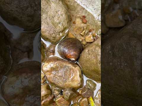 Harvesting pearls in this clam #clam #pearl