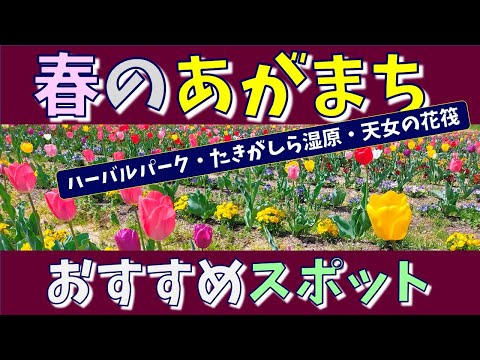 ⭐春のあがまち春のスポット　「ハーバルパーク・たきがしら湿原・天女の花筏」