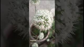 onion 🧅 flowers blooming #viral #gardeningchannel #youtubeshorts