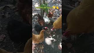 #animal #pet #chicken #feeding #ilovechickens