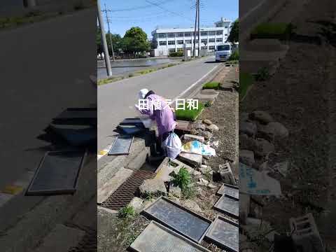 田植え日和