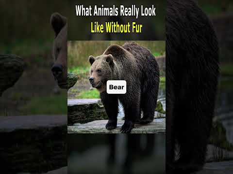 What Animals Really Look Like Without Fur