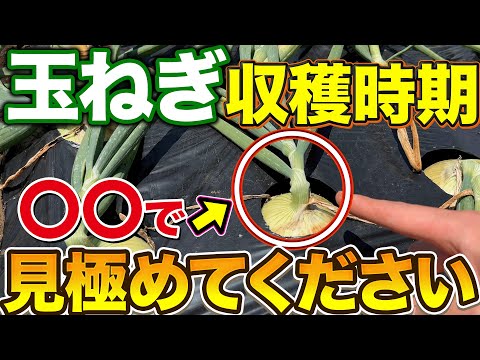 【玉ねぎ収穫時は葉を見ろ！】今後の保存を成功させるのに収穫するタイミングが命です