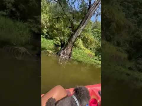 KAYAKING AROUND A TREE IN A LAKE