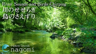 ASMR Nature Sounds | Nature Sounds for Sleeping, Studying - River Sounds & Birdsong｜Relaxing, Sleep