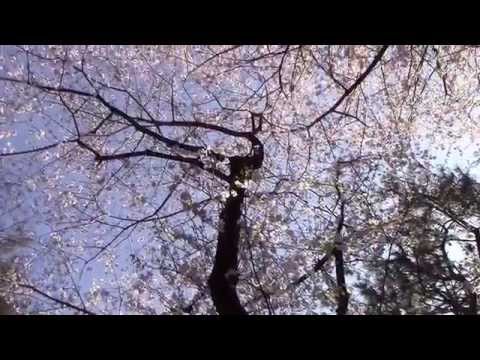 満開の桜　東京都内有数の花見の名所　御殿山ガーデン・ミャンマー大使館周辺 Famous cherry blossom scenary spot in Tokyo Japan.