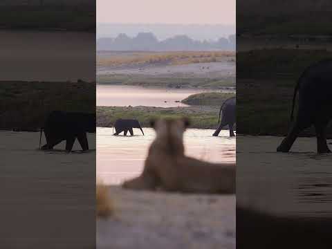 Lioness Watching Elephants Chobe National Park #lion #lioness #elephant #big5 #chobe #safari #africa