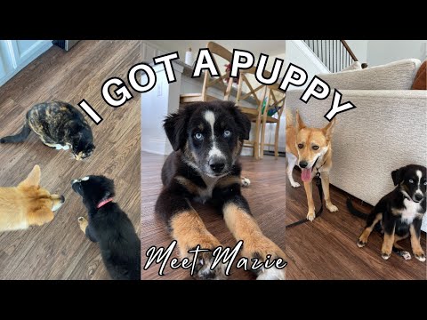 I GOT A PUPPY *AGAIN*!! // First 72 hours with my 4 month old Australian Shepherd/Husky puppy