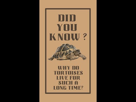 Did you know  - Tortoise #shorts