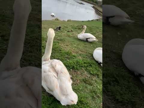 Swans near the river bank up close #shorts #short