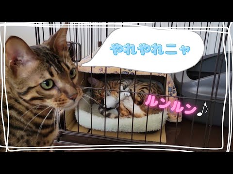 【事故から2ヶ月】動けるようになって遊びまくる子猫