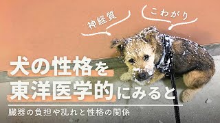 犬の「こわがり」「怒りんぼう」な性格を東洋医学的に見ると？【中獣医が解説】