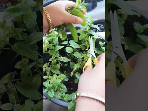 😳😳😳😳 home gardning #howto#howtoGrowMint#potgardening #mintplant #harvesting