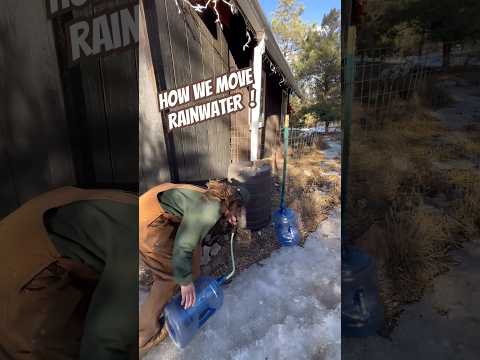 Today on the Homestead:Collecting Rainwater on Our Remote Mountain Property| Self Sufficient #shorts