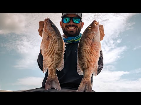 BIG Mangrove Snapper Caught Deep Inside Tampa Bay