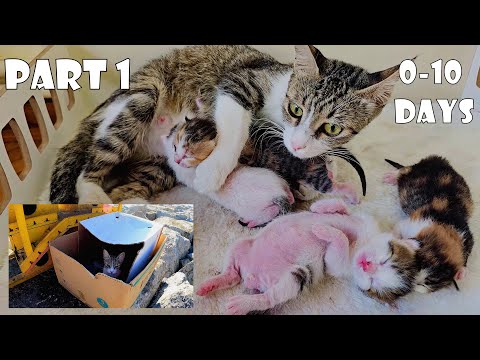 The Mother Cat I Rescued, Along with Her 4 Kittens, Brought Joy to My Home - Part 1