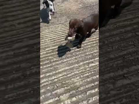 11 week old chocolate lab