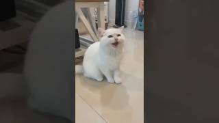 cute Cat, Lion, Duck, and Monkey laughing 😀👀 #funny #barada#cute#shorts #tru...