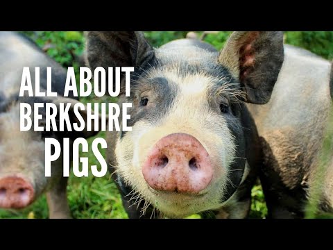 Berkshire Pigs: All You Need to Know