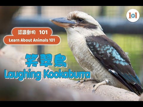 【認識動物101】笑翠鳥  【Learn About Animals 101】Laughing Kookaburra