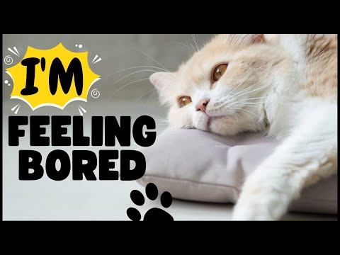 Is Your Cat Bored? How to Entertain them