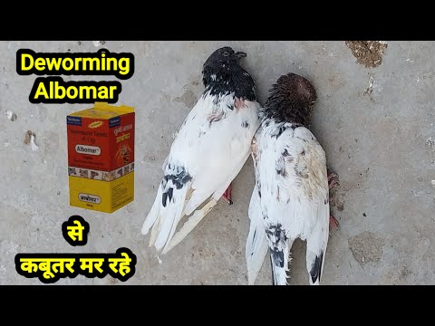 Deworming ALbomar se kabutar Mar Rahe