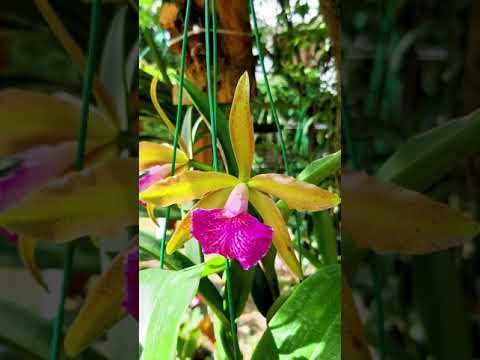 Orchid Flowers #Learngardening #Shorts