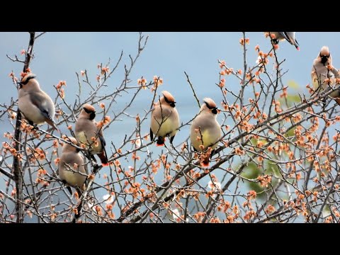 野鳥　ヒレンジャク（緋連雀）