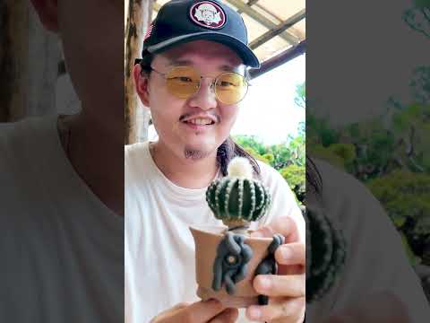 サボテンQ I tried planting a cactus in a Q pot  shorts