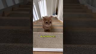 The Truth About Munchkin Cats!! 😰