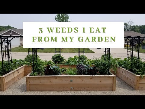 3 edible weeds that I'm allowing to grow in my garden (quick garden tour)