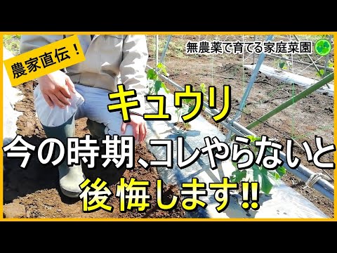 【キュウリ栽培】伸びてきたら絶対やるべきお世話について解説！【有機農家直伝！無農薬で育てる家庭菜園】　24/5/7