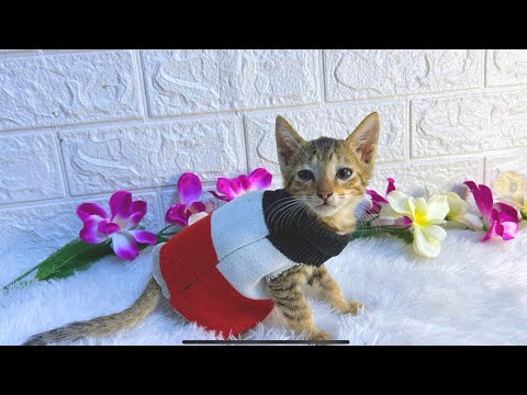 Make Your Own Adorable CAT Sweater at Home 😺 | DIY Pet Clothes 😍 #cat #clothes #handmade