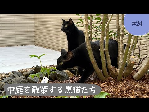 【中庭のある暮らし】猫たちと外に出てみました