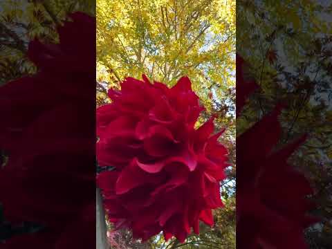 庭院里的红花黄叶蓝天 / RED flower YELLOW leaves BLUE sky