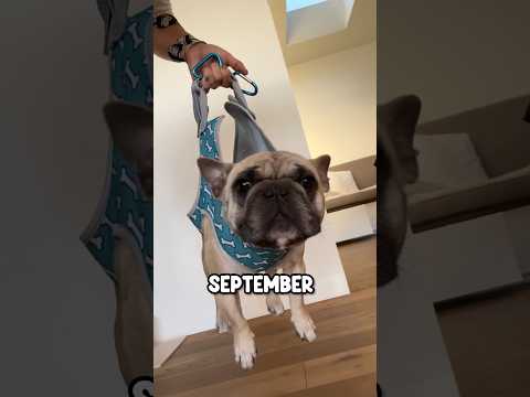 My dogs year in review #dog #frenchie #puppy #yearinreview