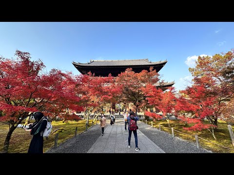 南禪寺楓葉爆紅滿庭園/ Red Leaves Peak Time at Nanzen-ji Temple on 11-24-2023