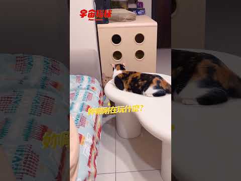 本想耍帥的巴努 不小心摔了兩下... #宇宙貓咪 #cat #shorts #shortstw