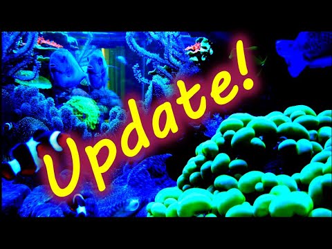 Reef Tank Update 2-26-19